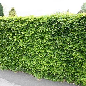 Plant Theory Common Beech Tree Ornamental Fagus Sylvatica9L Pot 1.2 - 1.5m