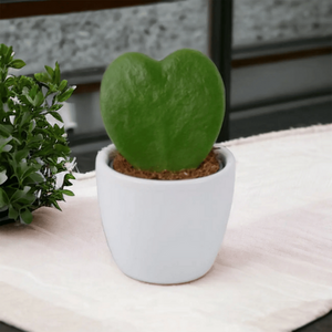 Hoya Kerrii Heart Succulent in 6cm Pot - Easy Care Indoor Plant