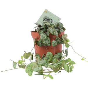 String of Hearts Trailing Houseplant in 12cm Pot - Indoor Vine Gift
