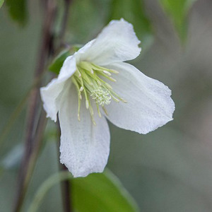 Clematis Cirrhosa Jingle Bells White Flowering Climbing Plant