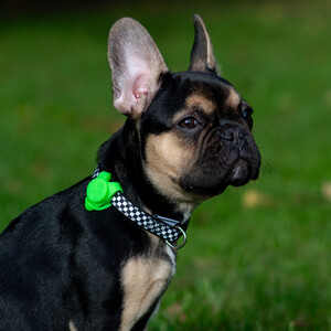Checkerboard Collar