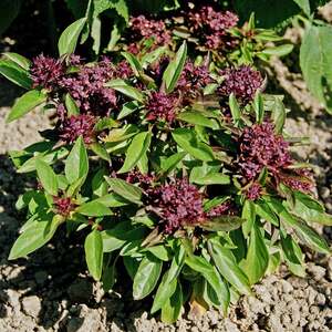 Marshalls Garden Thai Basil Seeds (Ocimum basilicum) - Liquorice flavour, 350 seeds
