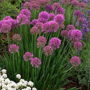 Allium 'Serendipity'
