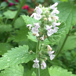 Nepeta Cataria Catnip 9cm Pot Herb Garden Plant