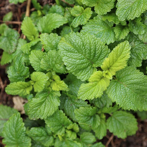 Set of 3 Melissa Officinalis Lemon Balm Or Melissa Officinalis 9cm Pot Herb Garden Plant