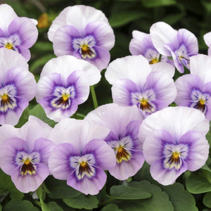 Pansy Sorbet XP Pink Halo Lilac Viola Autumn Bedding 9cm Pot