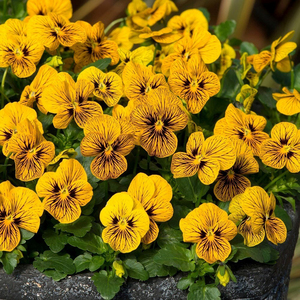 Pansy Tiger Eyes Yellow Viola Autumn Bedding Plant 9cm Pot