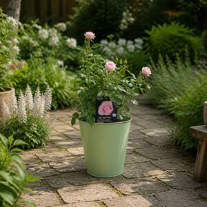 Plants By Post 3L Happy Silver Wedding Light Pink Rose Bush A