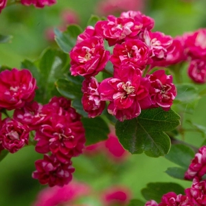 Plant Theory Paul's Scarlet Hawthorn Tree Crataegus x Media 9L Pot 2 - 2.5m