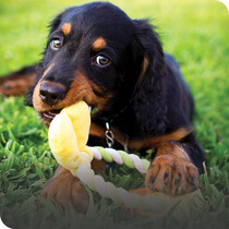 Puppy Toys