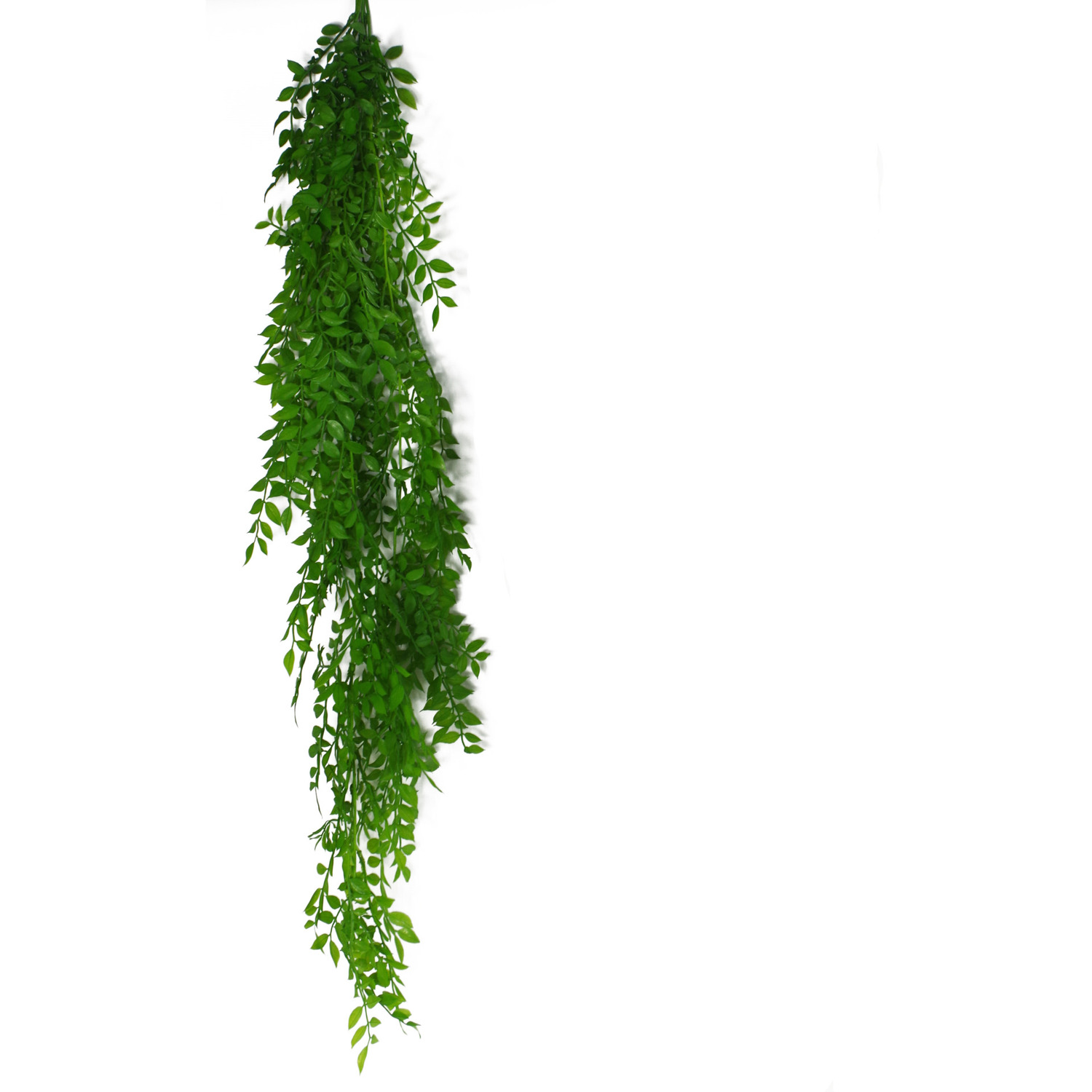 Hanging String of Pearls Fern Plant Light Green - Green
