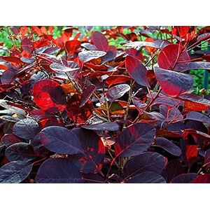 Cotinus Coggygria Royal Smoke 40-60cm