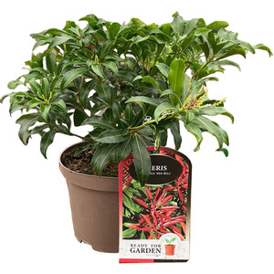 Salix Integra Flamingo Plant - Pink