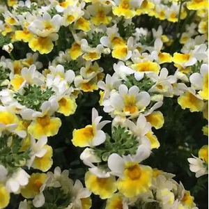 Nemesia Banana Split Plants x 3 in 9cm Pots - UK Grown Summer Flowers