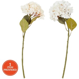 Hydrangea Stem