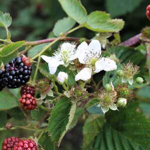 Marshalls Garden Blackberry Plant 'Navaho'