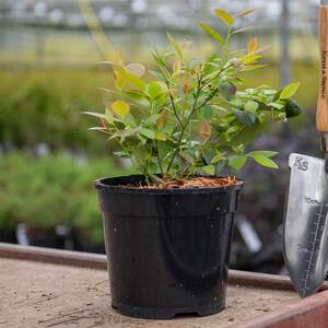 Marshalls Garden Blueberry 'Bluecrop' Plant