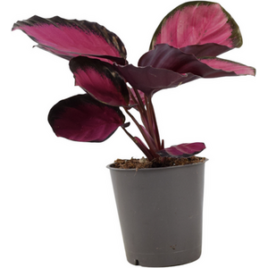 Calathea Roseopicta Rosy Indoor Prayer Plant Pink Leaves