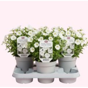 Diascia Flying Colours White - 3 Trailing Plants