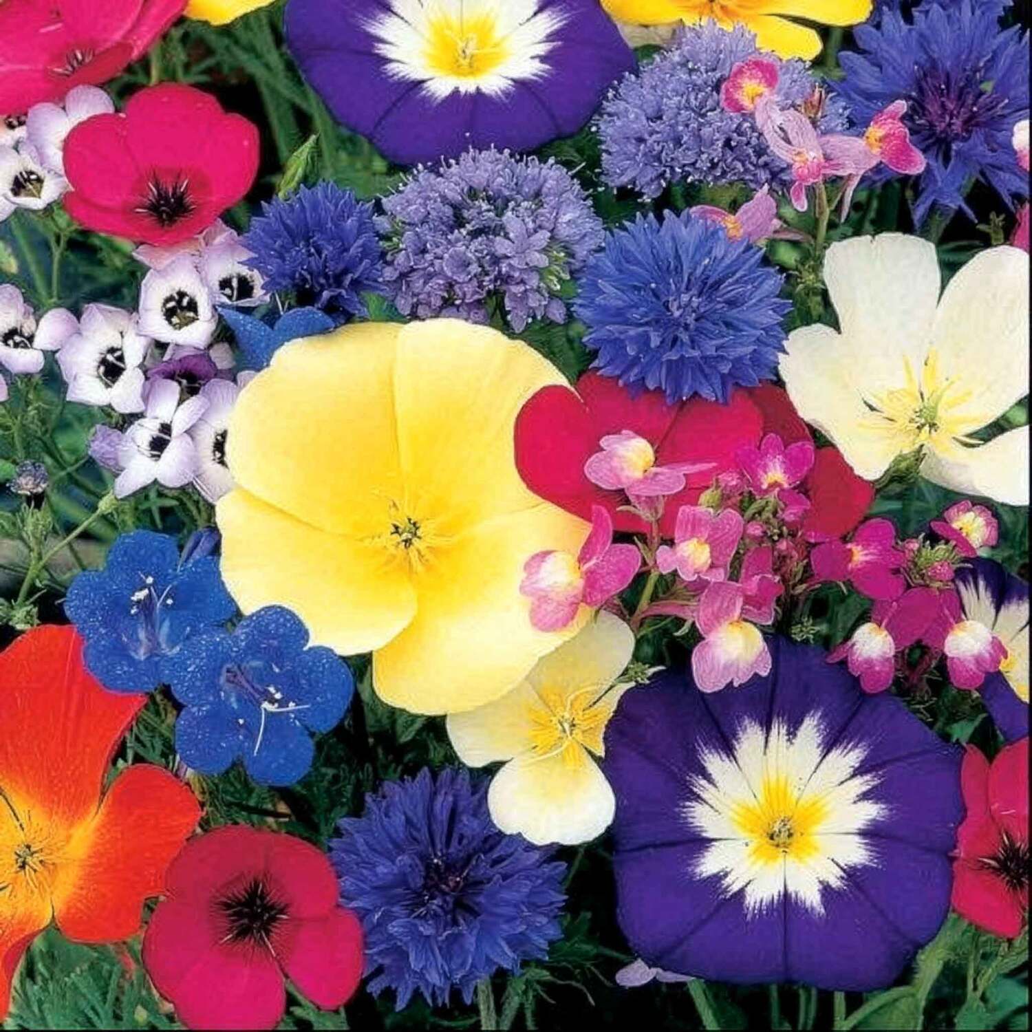 Unwins Annual Flower Seeds - Dwarf Mix - Neutral