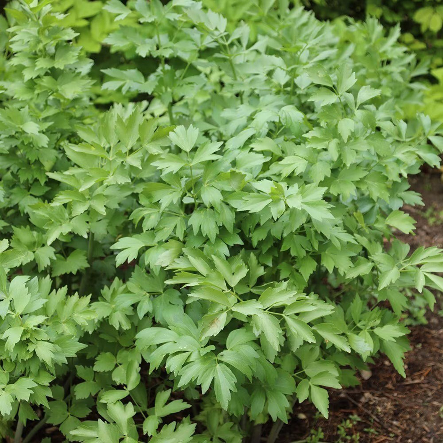 Primrose Set Of 3 Lovage Levisticum Officinale 9Cm Pot Herb Garden Plant - Green / 1