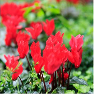 Plants By Post Cyclamen Red Flowering Outdoor Plants 10.5cm Pots