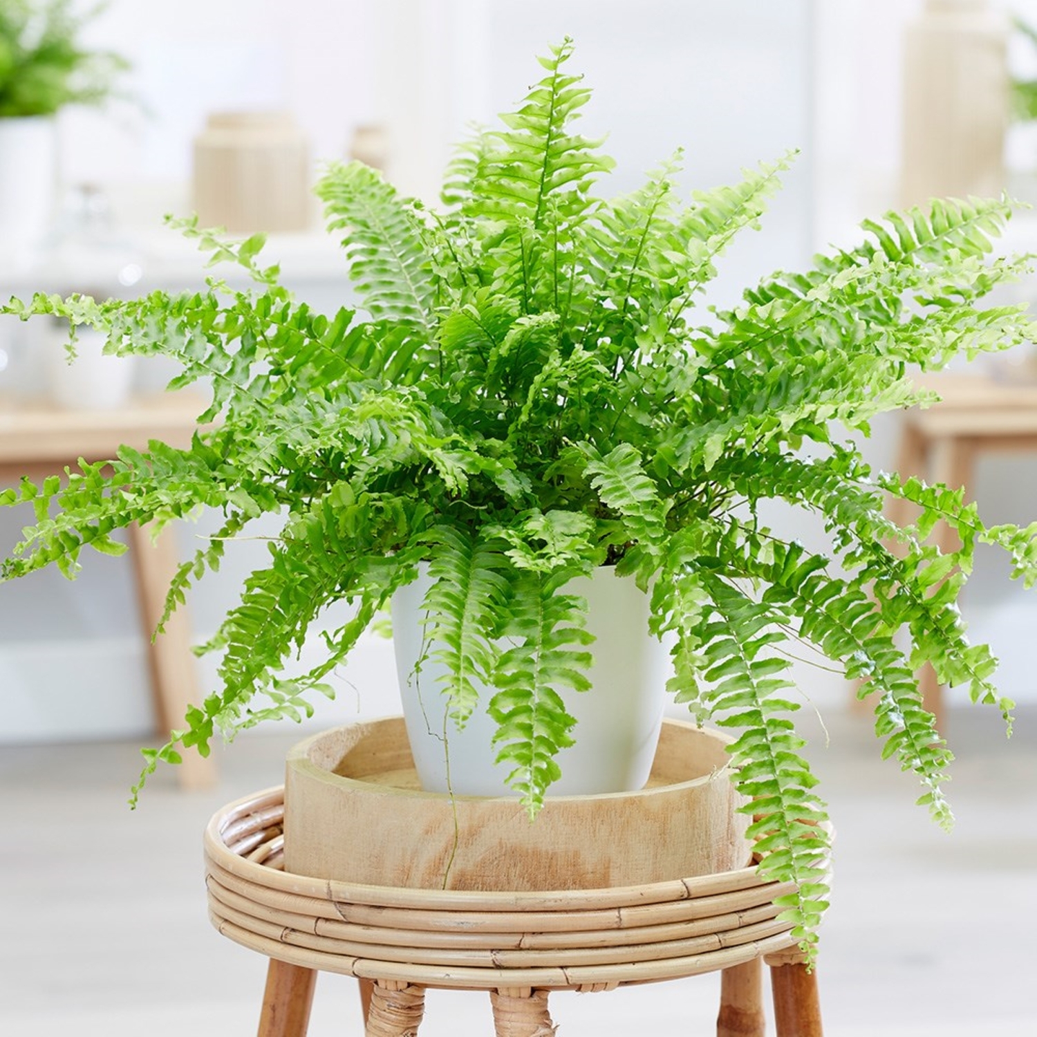 Primrose Nephrolepis Exaltata Green Lady Boston Fern 12Cm Pot 25Cm Tall Foliage House Plants - Green