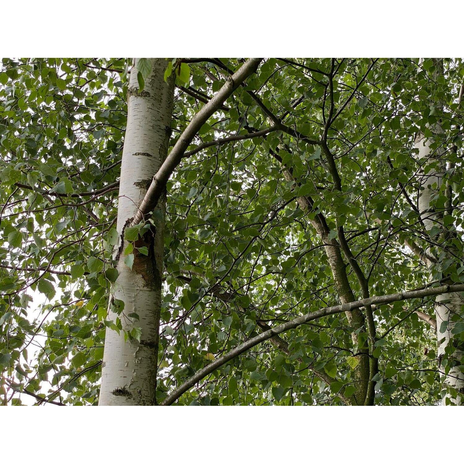 5 x Betula Pendula Silver Birch Trees 5-6ft Tall Bare Root