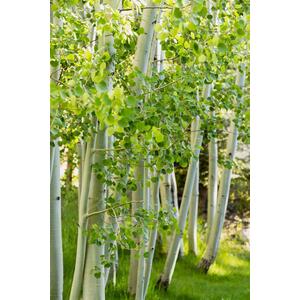 Betula Utilis Jacquemontii Tree 6ft Tall, 12L Pot by Directplants
