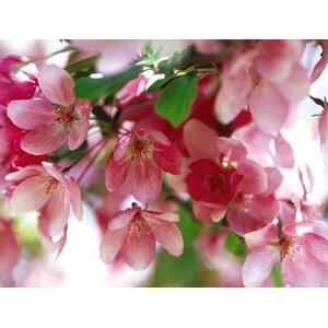 Malus Indian Magic Tree, 6ft, 12L Pot by Directplants