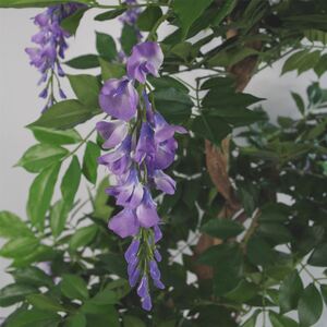  shot 9825312