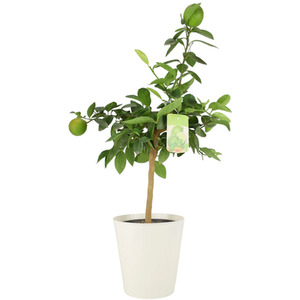 Citrus Lime Tree in Rustic Metal Bucket - Hardy Fruiting Patio Plant