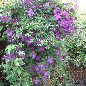 Clematis Viticella Polish Spirit Plant