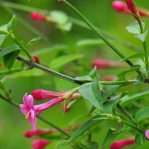 Extra Large Jasmine Beesianum Climber Red Jasmine Fragrant Plant in 7.5L Pot