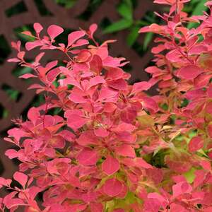 Berberis 'Orange Ice' Compact