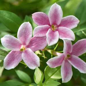 Jasminum 'Starry Starry Summer Scent' - Fragrant Bicolour Climbing Jasmine 2.5-4.0m