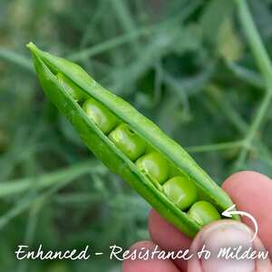 Marshalls Garden Ruselargo Maincrop Pea Seeds, Disease-Resistant High Yield, 300 Seeds