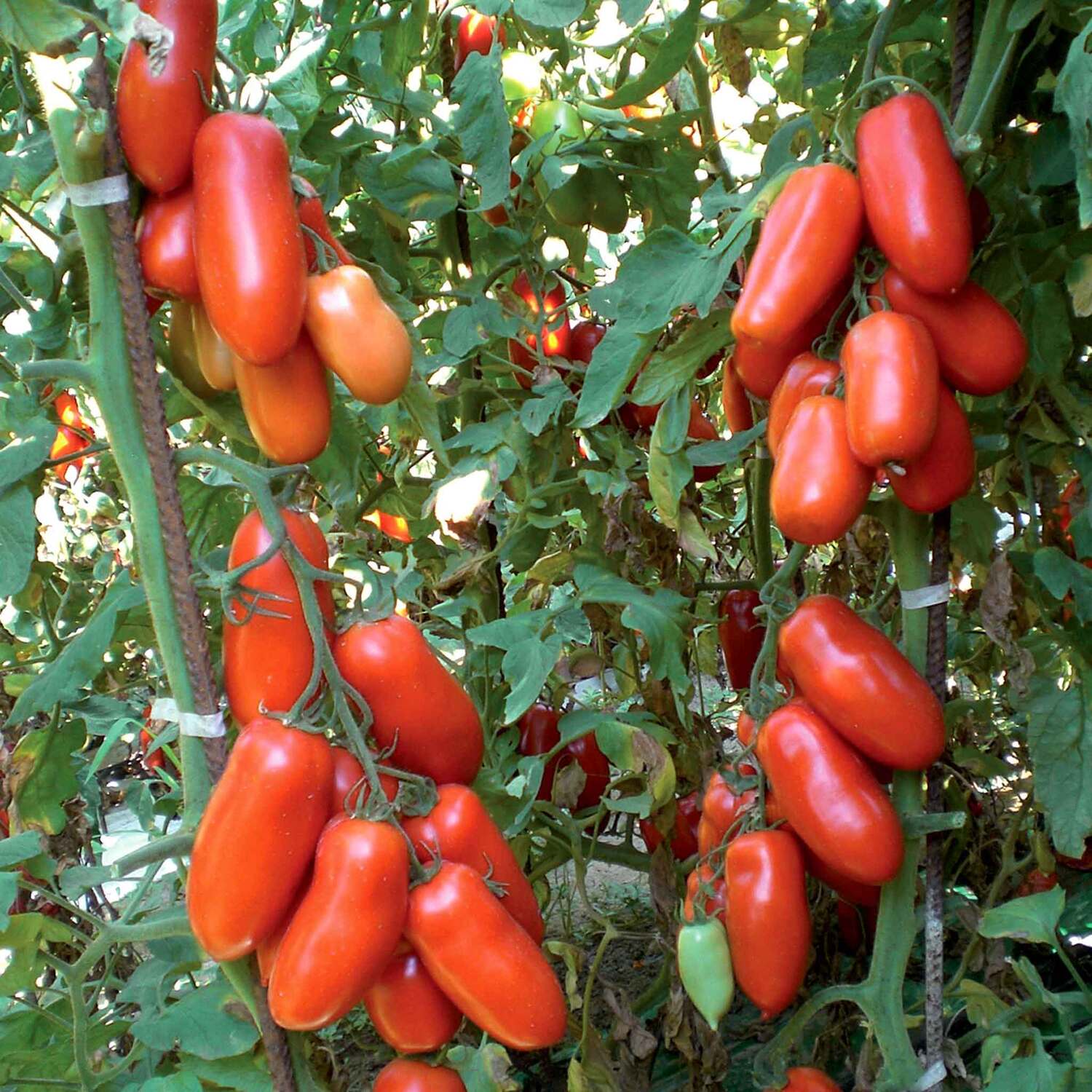 Marshalls Garden Onion Seeds Fasto F1 - Approx. 350 Seeds - Orange