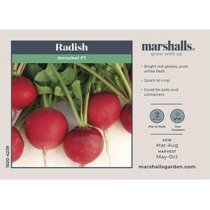Marshalls Garden Radish 'Annabel' F1 - Fast-Growing Red Globe, 100 Seeds