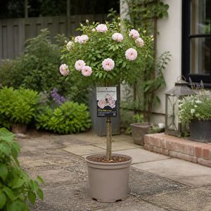 Plants By Post 7.5L Standard Rose Tree Light Pink 100-110cm
