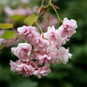 Plant Theory Kiku-shidare-zakura Cherry Blossom Tree Prunus 9L Pot 1.5m - 1.8m