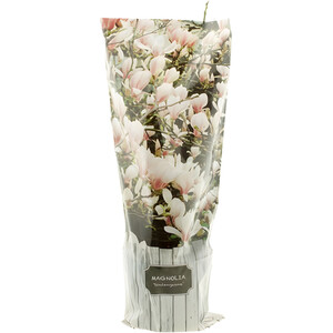 Magnolia
