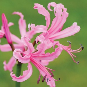 Nerine Bowdenii Pink Bulbs
