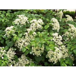 3x Hydrangea Anomala Petiolaris Climbing Hydrangea