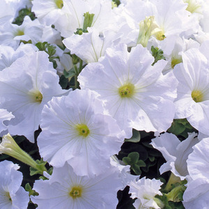 Petunia Surfinia White 3 Pack - Trailing Plants for Summer Baskets