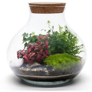 DIY Indoor Terrarium Kit with Live Plants and Glass Container