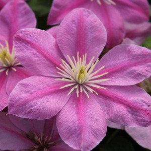Clematis Alaina