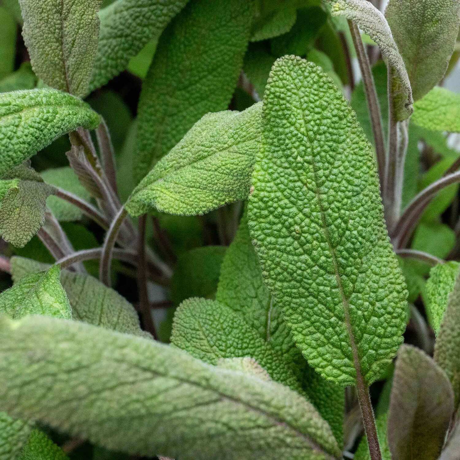 Marshalls Garden Sage (Salvia Officinalis) - Green / 6