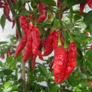 Marshalls Garden Fruity Volcano Chilli Pepper Seeds - Very Hot 135,000 SHU - Pack of 8