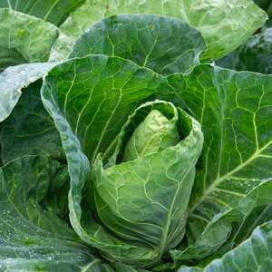 Marshalls Garden Cabbage Seeds 'Winter Jewel' RHS AGM - Cold-hardy Overwintering, 40 Seeds